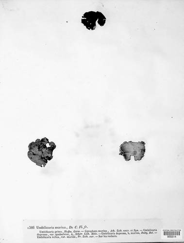 Umbilicaria hirsuta image